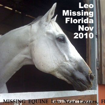 MISSING EQUINE Leo, Near Tavares, FL, 32778